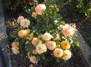 DSCF3574