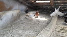 SAM_2333