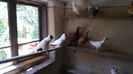 SAM_2364