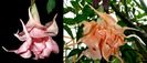 Brugmansia Salmon Perfektion & Angel Sunexplosion