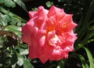 Parfum de Grasse