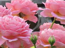 Jubilee Celebration