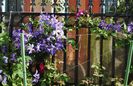 29 iunie, clematis Tie Dye