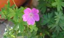 geranium sanguineum Rosa