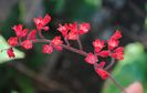 Heuchera sanguinea Ruby Bells