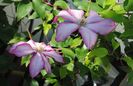 clematis Betty Risdon