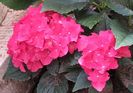 hortensie hot red