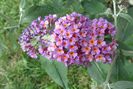 budleja flower power
