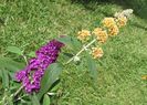 buddleja sungold si Royal Red