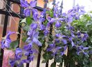 clematis Tie Dye
