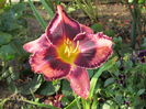 1 iulie,hemerocallis exotic-treasure