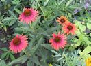 Echinacea Hot Lava