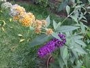 buddleja sungold  si royal red