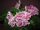 Picture My plants 4251