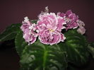Picture My plants 4252
