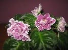 Picture My plants 4253