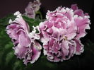 Picture My plants 4254