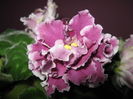 Picture My plants 4255