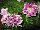 Picture My plants 4257