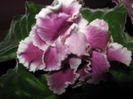 Picture My plants 4258