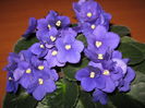 Picture My plants 4261