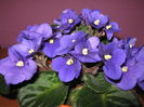 Picture My plants 4262