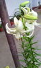 sweet surender