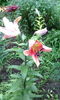 IMG_20150709_164738[1]
