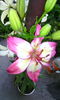 rosella s dream