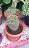 mammillaria vetula gracillis