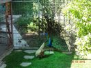 DSC00681