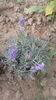 Lavanda