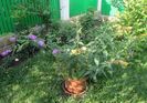 buddleja sungold  si royal red