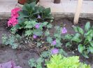 geranium rozanne