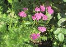 achillea paprika