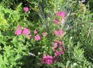 achillea paprika