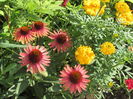 Echinacea Hot Lava,craite