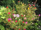 flori de piatra (portulaca)