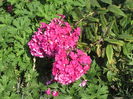 phlox starfire
