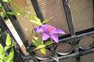 clematis Multi Blue