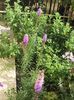 liatris spicata