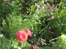 achillea paprika