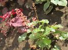 heuchera paris