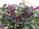 clematis Romantika