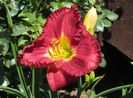 hemerocallis-voodoo-dancer