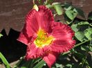 ,hemerocallis-voodoo-dancer