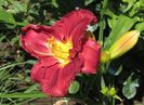 hemerocallis-voodoo-dancer
