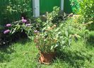 12 iulie,buddleja sungold  si royal red