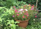 flori de piatra (portulaca)