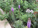 liatris spicata